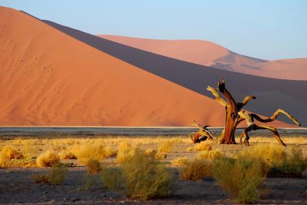 纳米比亚, 沙漠, 树, 沙丘, 转子砂