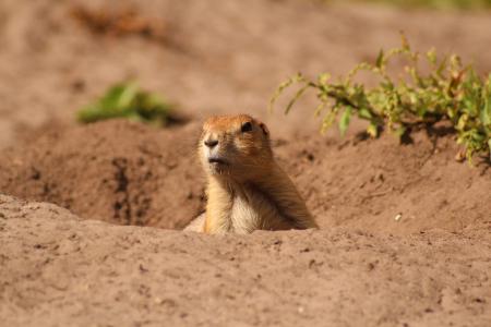 猫鼬, 可爱, 动物园, 很好奇, 蒂尔加滕, 沙子, 沙漠