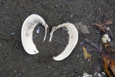 壳, 心, 沙子, 海, 爱, 自然, 海滩
