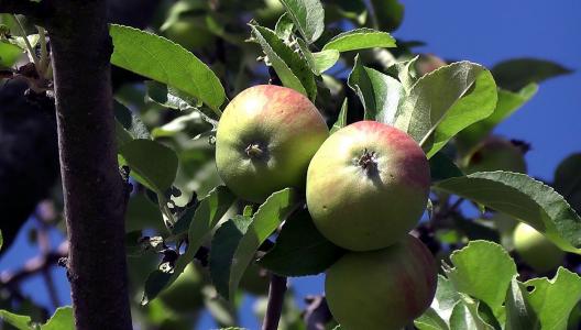苹果, 水果, 维生素, 健康, 食品, 水果, 树上苹果
