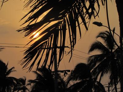 日落, 棕榈树, 太阳, 一缕阳光, 夏季