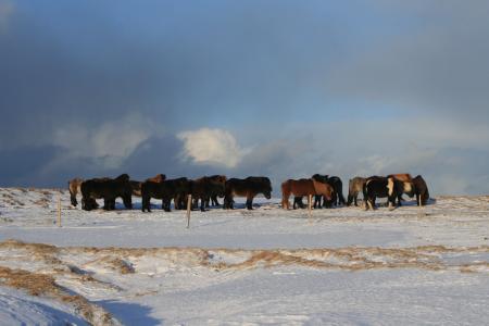 冰岛, 马, 雪, 宽