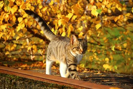 猫, 秋天, 叶子, 小猫, 秋天的落叶, 自然, 家猫