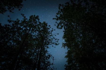 低角度摄影, 自然, 晚上, 剪影, 天空, 星星, 树木