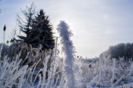 白霜, 植物, 冰, 感冒, 冰冷, 弗罗斯特, 自然