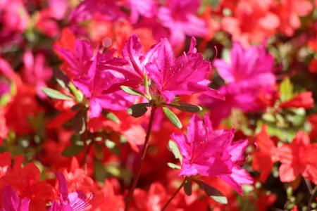 杜鹃, 春天, 映山红花, 植物, 4 月, 花, 春天的花朵