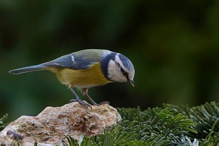 鸟, 山雀, 蓝雀, 蓝山 caeruleus, 觅食, 花园, 一种动物