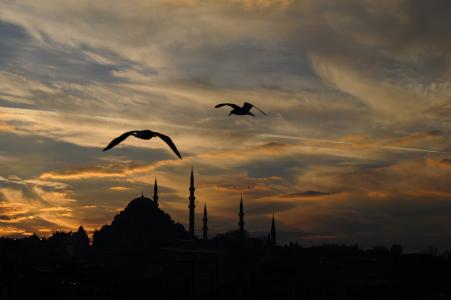 土耳其, 伊斯坦堡, 动物, 日落, 云彩, 景观, 海洋