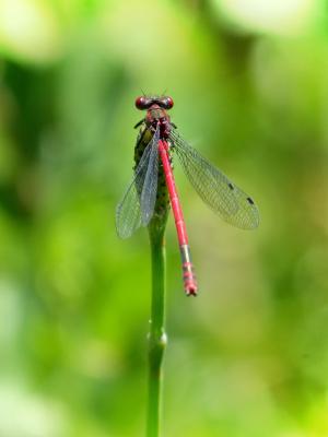 蜻蜓, 干, 红蜻蜓, 昆虫飞行, 拟 nymphula, 湿地