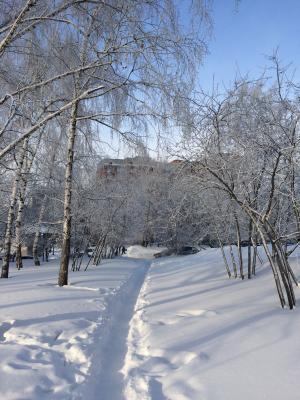 冬天, 路径, 桦木, 雪, 自然, 树, 低温
