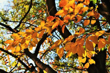 秋天, 分支机构, 树, 树枝, 叶子, 黄色