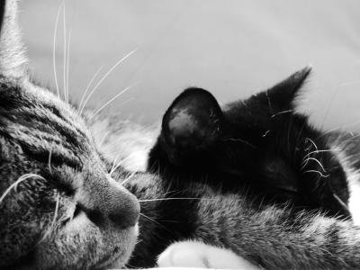 猫, 黑色和白色, 睡眠, 动物, 宠物, 家猫, 睡觉