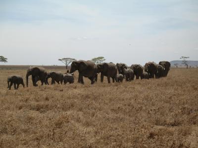 大象, 坦桑尼亚, 线, 行, 大, 小