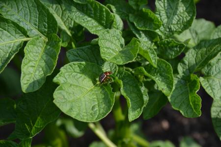 甲虫, 马铃薯, 花园, 夏季, 科罗拉多州, 农业, bug