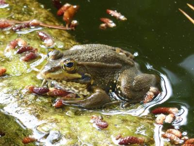 青蛙, batrachian, 池塘, 筏, 牢骚