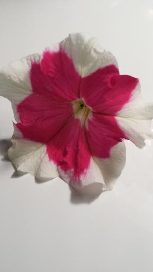 花, 白色, 粉色, 帕尤妮亚, 春天