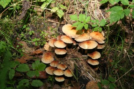 蘑菇, 自然, 秋天, 森林, cep, 板栗