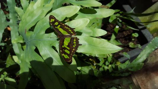 蝴蝶, 绿色, 昆虫, tures