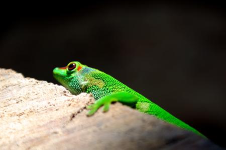 动物, 异国情调, 蜥蜴, 爬行动物, 野生动物, 自然, 绿色的颜色