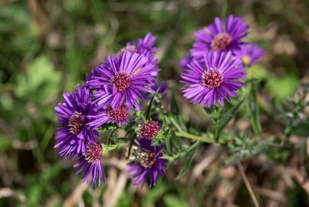 紫苑, herbstastern, 秋季紫苑, symphyotrichum, 花, 紫色的丁香花, 自然