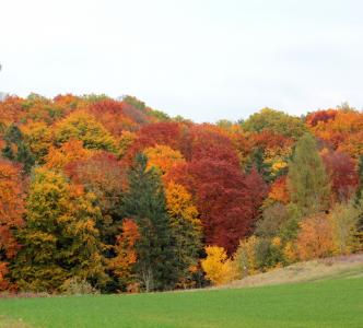 森林, 秋天, 多彩, 五颜六色的树叶, 叶子, 彩色, 自然