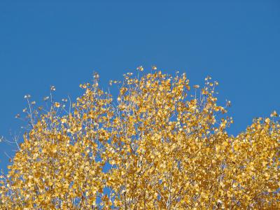 叶子, 黄色, 秋天, 秋天的落叶, 自然, 金色的秋天, 森林