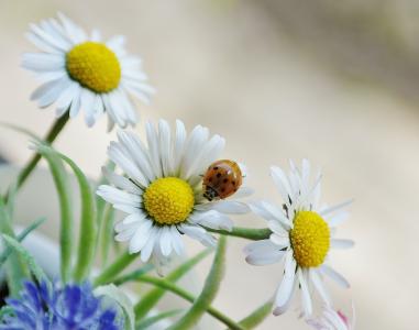黛西, 花, 开花, 绽放, 甲虫, 瓢虫, 白色