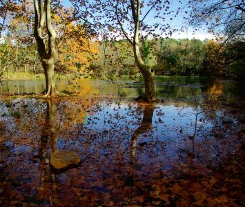 秋天, 湖, 叶子, 几点思考, 洪水