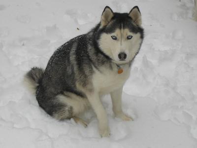 赫斯基, 雪喉, 冬天, 狗, 狗拉雪橇, 雪, 宠物