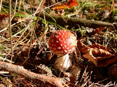 飞金顶, 蘑菇, 红色飞木耳蘑菇, 有毒, 森林蘑菇, 自然, 红色