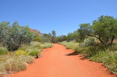 沙漠, 内陆地区, 路径, 红砂, 沙子, 景观, 澳大利亚