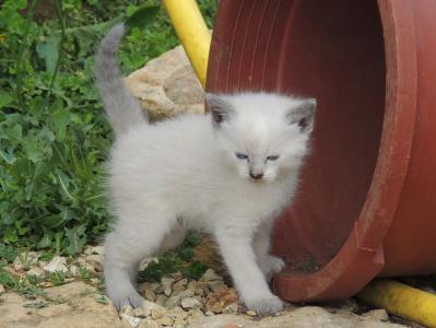 猫, 小猫, 白色, 可爱