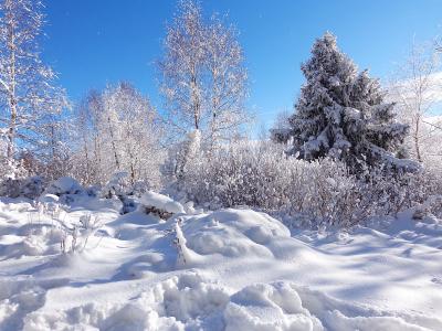 冬天, 森林, 雪, 弗罗斯特, 景观, 旅游, 全景