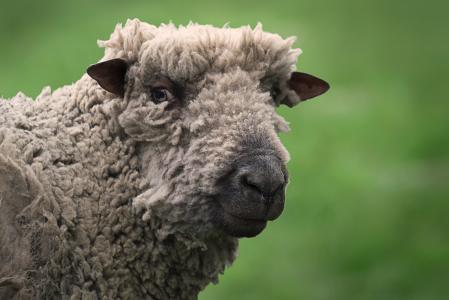 动物, 特写, 国内, 农场, 羔羊, 羊, 羊毛
