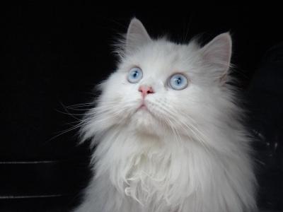 猫, 波斯语, 白色, 蓝色的眼睛