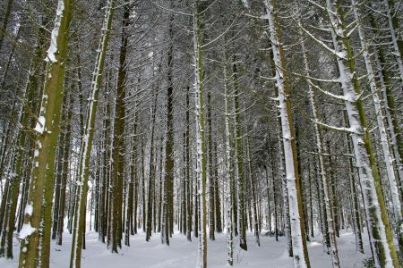 冬天, 森林, 雪, 弗罗斯特, 感冒, 树木, 日志