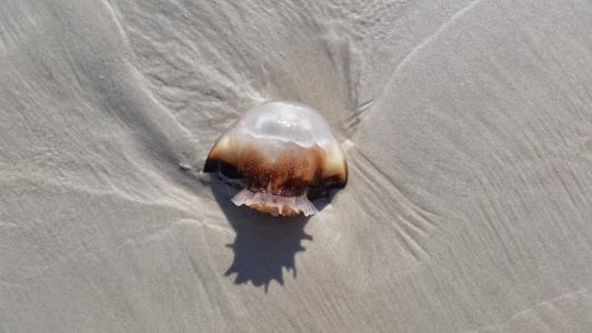 水母, 海滩, 佛罗里达州