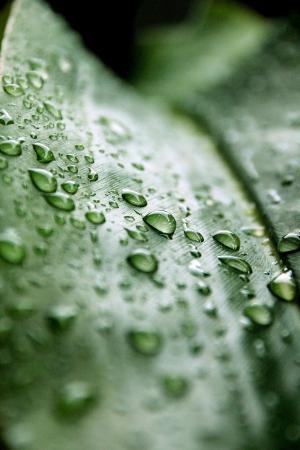 滴灌, 叶, 雨, 自然, 绿色, 水一滴, 宏观