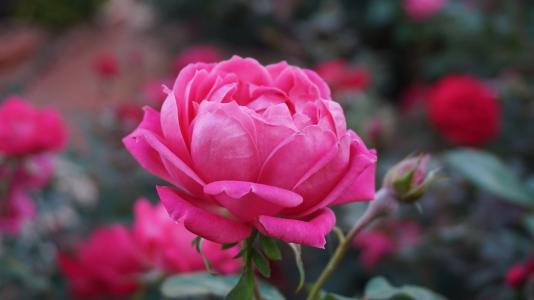一朵玫瑰, 浪漫, 美, 香气, 粉色, 绽放, 粉红玫瑰