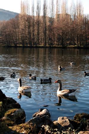 鹅, 鸭子, 景观, 自然, 池塘, 湖, 鸟类