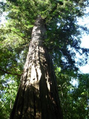 红杉资本, 树, 自然