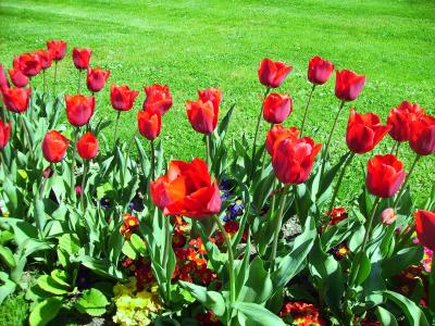郁金香, 花园, 花, 红色, 春天, 植物, 自然
