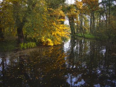 秋天的落叶, 池塘, 阳光, 秋天的色彩, 镜像, 叶子, 金色的秋天