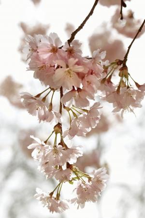 樱花时间, 基尔希花, 春天, 花, 自然, 回光, 开花