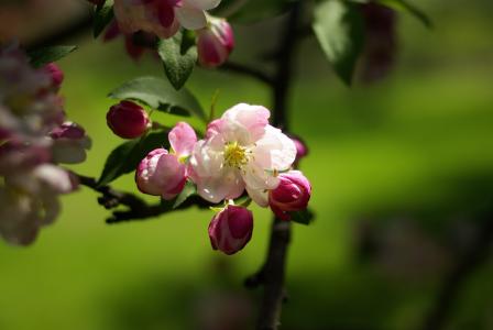 自然, 春天, 樱花