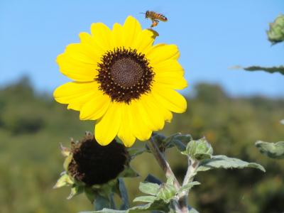 向日葵, 蓝蓝的天空, 黄色, 蜜蜂, 蜜蜂, 自然, 夏季