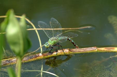 蜻蜓, 自然, 昆虫, 宏观, 绿色, 池塘, 蓑