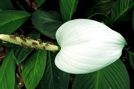 花, 白色, 自然