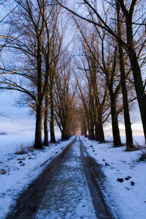 路径, 树木, 雪, 冬天, 斯洛伐克, 自然, 国家