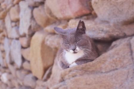 猫睡着了, 毛茸茸的灰, 可爱, 可爱, 石墙在米科诺斯, 毛茸茸, 猫科动物